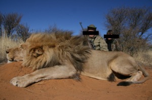 lion canned hunting