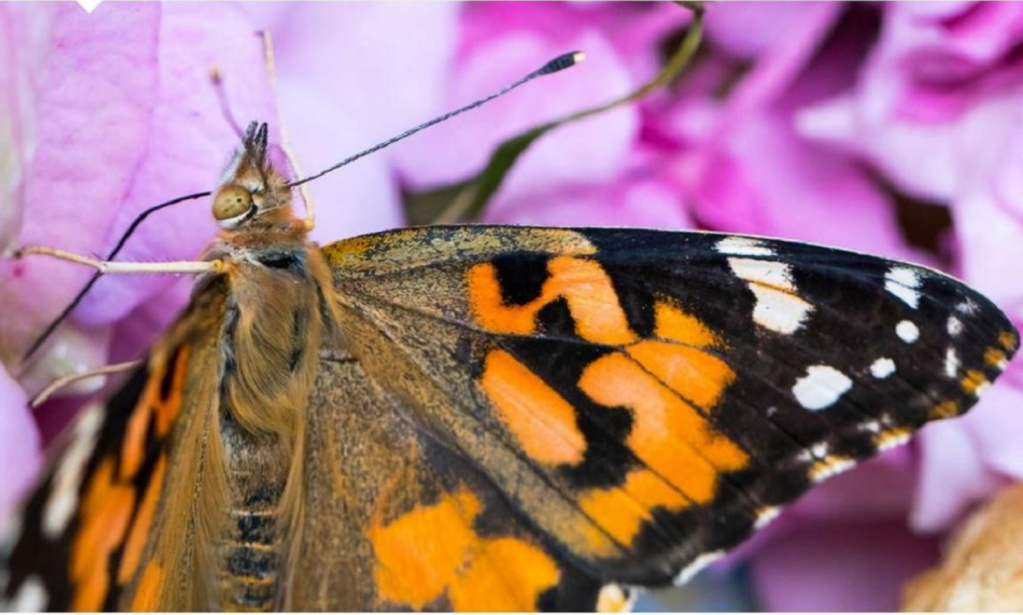 How is losing insects affecting us?